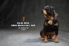  Artikelbild 2 des Artikels “Rottweiler - in 1/6 scale 2.0 “