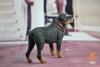  Artikelbild 2 des Artikels “Rottweiler Dog (Black)1:6 “