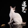  Product image 2 of the product “Siamese Cat (White)  1/6 ”