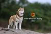  Artikelbild 2 des Artikels “Siberian Husky Dog (Brown) 1:6 “