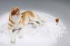  Artikelbild 2 des Artikels “Siberian Husky Dog 2.0 (Beige) 1:6 “