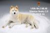  Artikelbild 2 des Artikels “Siberian Husky Dog 2.0 (Beige) 1:6 “