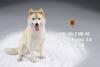  Artikelbild 2 des Artikels “Siberian Husky Dog 2.0 (Beige) 1:6 “