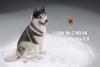  Artikelbild 2 des Artikels “Siberian Husky Dog 2.0 (Black) 1:6 “