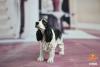  Artikelbild 2 des Artikels “Springer Spaniel Dog (Black) 1:6 “