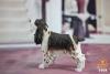  Artikelbild 2 des Artikels “Springer Spaniel Dog (Brown) 1:6 “
