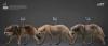  Artikelbild 3 des Artikels “1/6 Brauner Wolf “