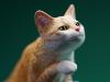  Artikelbild 3 des Artikels “Felis Catus 2.0 (Ver. A) 1/6 Scale Figure “