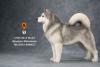  Artikelbild 3 des Artikels “Alaskan Malamute Dog (Grey) 1:6 “