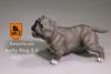  Product image 3 of the product “American Pitbull 2.0 Dog (Grey) 1/6 ”