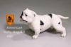  Artikelbild 3 des Artikels “MR.Z American Pitbull 2.0 Dog (White) 1:6 “