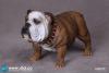  Artikelbild 3 des Artikels “British Bulldog (Brown) 1:6 “