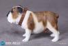  Artikelbild 3 des Artikels “British Bulldog (Brown White) 1:6 “