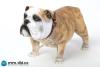  Artikelbild 3 des Artikels “British Bulldog (Light Brown ) 1:6 “