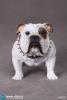  Product image 3 of the product “British Bulldog (White) 1/6 ”