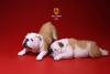  Artikelbild 3 des Artikels “British Bulldog Dogs Set (Beige) 1:6 “
