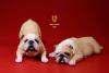  Artikelbild 3 des Artikels “British Bulldog Dogs Set (Beige White) 1:6 “
