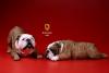  Artikelbild 3 des Artikels “British Bulldog Dogs Set (Brown) 1:6 “