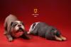  Product image 3 of the product “British Bulldog Dogs Set (Brown) 1/6 ”