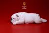  Artikelbild 3 des Artikels “British Bulldog Dogs Set (White) 1:6 “