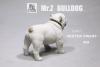  Product image 3 of the product “English Bulldog Whiter Dwarf 1/6 ”