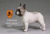  Artikelbild 3 des Artikels “MR.Z French Bulldog 05 1:6 “