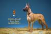  Artikelbild 3 des Artikels “German Great Dane Dog (Beige) 1:6 “