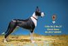  Artikelbild 3 des Artikels “German Great Dane Dog (Black White) 1:6 “