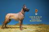  Artikelbild 3 des Artikels “German Great Dane Dog (Brown) 1:6 “