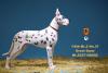  Artikelbild 3 des Artikels “German Great Dane Dog (White) 1:6 “