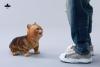  Artikelbild 3 des Artikels “1/6 Kitten (Ver. A) 1/6 Scale “