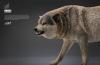  Artikelbild 3 des Artikels “1/6 Grauer Wolf “