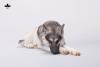 Artikelbild 3 des Artikels “1/6 Scale Schäferhund liegend (Grau) “