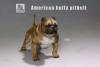  Artikelbild 3 des Artikels “MR.Z American Bully Pitbull  A 1:6 “