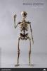  Product image 3 of the product “1/6 Scale The Skeleton Metal ”