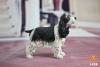  Artikelbild 3 des Artikels “Springer Spaniel Dog (Black) 1:6 “