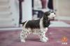  Artikelbild 3 des Artikels “Springer Spaniel Dog (Brown) 1:6 “