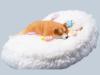  Artikelbild 4 des Artikels “Shiba Inu Laying (Ver.A1 ) 1/6 Scale Figure “