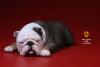  Product image 4 of the product “British Bulldog Dogs Set (Brown) 1/6 ”