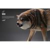  Artikelbild 4 des Artikels “1/6 Grauer Wolf “