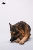  Artikelbild 4 des Artikels “1/6 Scale Schäferhund liegend (Braun) “