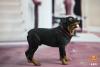  Artikelbild 4 des Artikels “Rottweiler Dog (Black)1:6 “