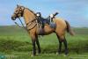  Artikelbild 4 des Artikels “US Civil War - Brown War Horse “
