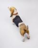  Artikelbild 5 des Artikels “Basset Hound (Ver. D) 1/6 Scale Figure “