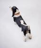  Artikelbild 5 des Artikels “Basset Hound (Ver. B) 1/6 Scale Figure “