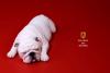  Artikelbild 5 des Artikels “British Bulldog Dogs Set (White) 1:6 “
