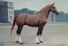  Product image 5 of the product “Anselm - WW II German - Brown WWII German War Horse (Standing)- in 1:6 ”