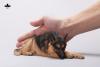  Artikelbild 5 des Artikels “1/6 Scale Schäferhund liegend (Braun) “
