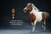  Artikelbild 5 des Artikels “Mongolica Horse (Brown White) - in 1:6 scale “
