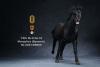  Artikelbild 5 des Artikels “Mongolica Horse (Black) - in 1:6 scale “